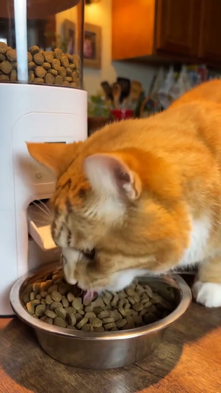 Styled product image of PETLIBRO Automatic Cat Feeder